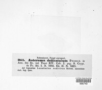 Asteroma delicatulum image